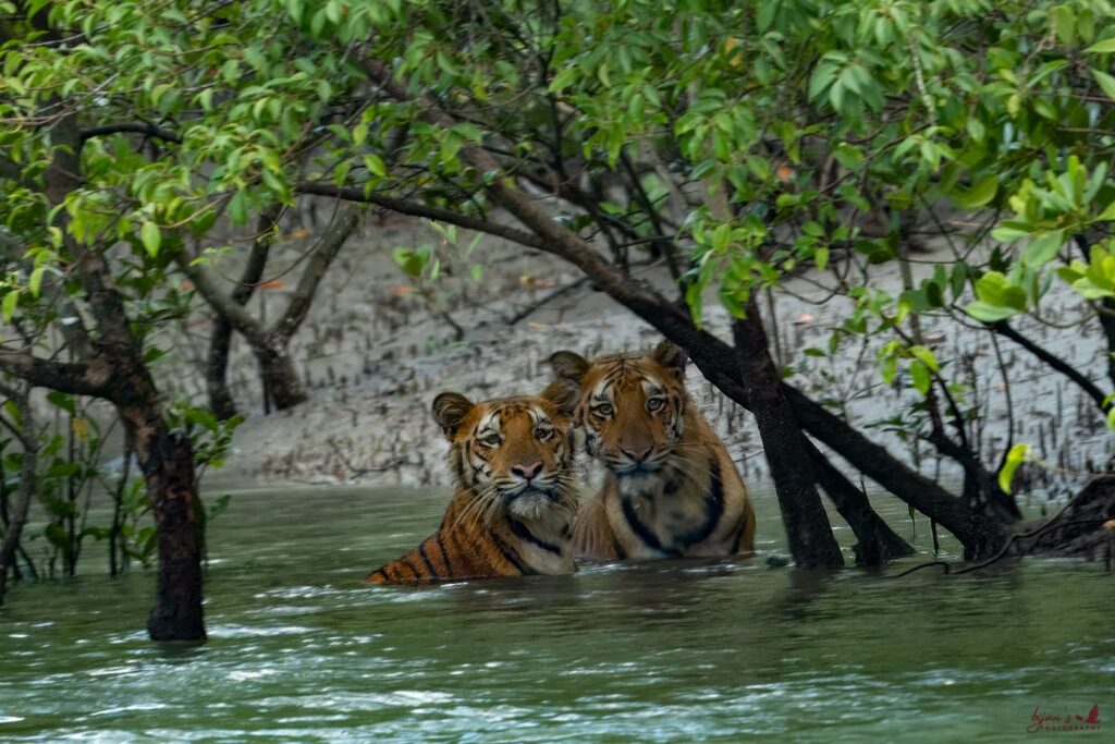 1776418002_689306-Sundarban.jpg
